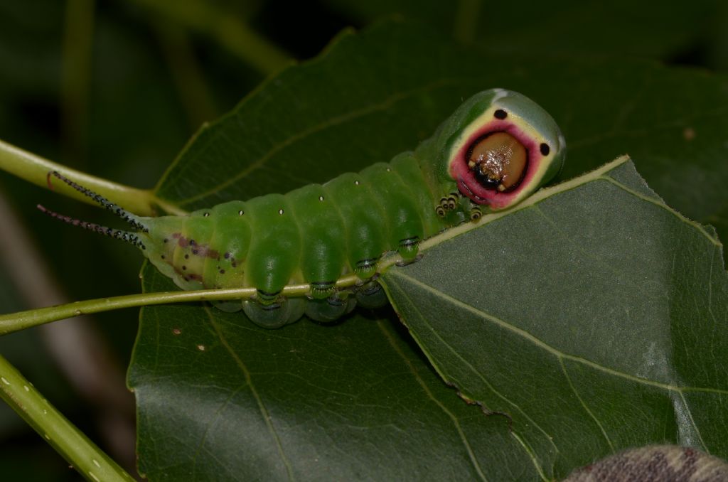 Bruco verde da identificare